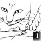Coupez les griffes de votre animal